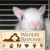 Leucistic Grey Squirrel